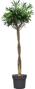 Dracaena (Pleomele) reflexa Song of Jamaica, průměr 38 cm Dracéna, Dračinec