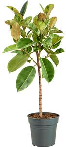 Ficus elastica Shivereana Moonshine, průměr 30 cm Fíkovník pryžodárný, Fíkovník, Gumovník