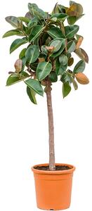Ficus elastica Robusta, průměr 33 cm Fíkovník pryžodárný, Fíkovník, Gumovník