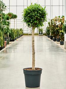 Ficus microcarpa Nitida, průměr 34 cm Fíkovník