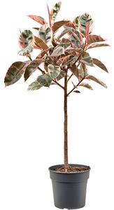 Ficus elastica Belize, průměr 30 cm Fíkovník pryžodárný, Fíkovník, Gumovník