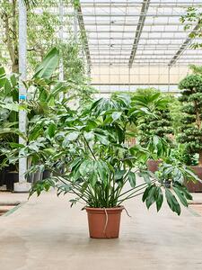 Philodendron Green Wonder, průměr 45 cm Filodendron