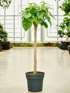 Ficus umbellata, průměr 34 cm Srdčitý fikus