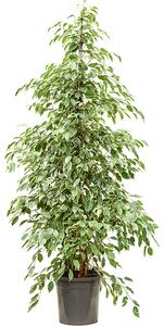 Ficus benjamina Golden King, průměr 30 cm Fíkovník drobnolistý