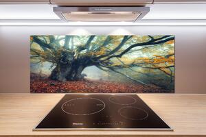 Dekorační panel sklo Starý strom pksh-121105472