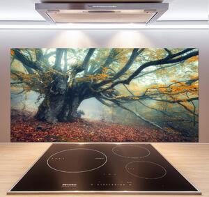 Dekorační panel sklo Starý strom pksh-121105472