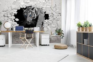 Fototapeta Tygr prochází dírou ve zdi, Designové fototapety na zeď, Populární fototapety, u53013 - Tapeko.co.cz