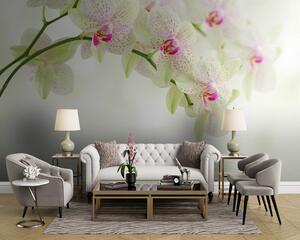 Fototapeta Jemné orchideje nad jemnou vodou, Květinové fototapety, Populární fototapety, u56335 - Tapeko.co.cz