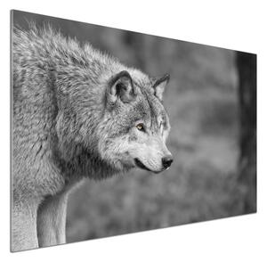 Dekorační panel sklo Šedý vlk pksh-125421387