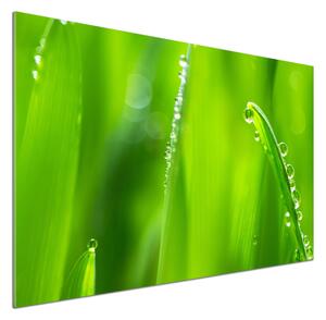 Dekorační panel sklo Mladý oves pksh-132303830