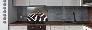 Panel do kuchyně Ptáci a zebra pksh-133933149
