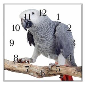 Nástěnné hodiny 30x30cm papoušek Žako - plexi