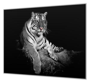 Ochranná deska s motivem bílý tygr - 52x60cm / S lepením na zeď