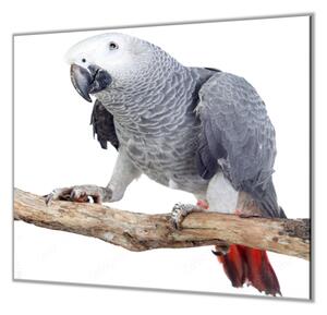 Ochranná deska papoušek Žako - 40x60cm / Bez lepení na zeď