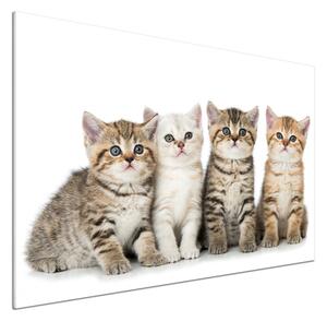 Skleněný panel do kuchynské linky Malé kočky pksh-159885002