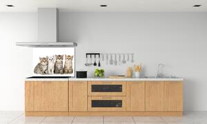 Skleněný panel do kuchynské linky Malé kočky pksh-159885002