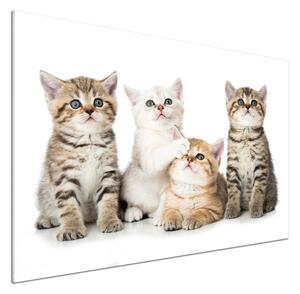 Skleněný panel do kuchynské linky Malé kočky pksh-162169974