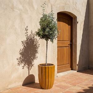 Olivovník (štíhlý kmen) v květináči HUGO 44×59cm — Medová