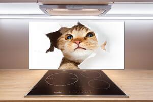 Panel do kuchyně Kočka v díře pksh-33902265