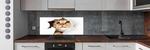 Panel do kuchyně Kočka v díře pksh-33902265