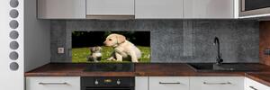 Panel do kuchyně Pes a kočka na louce pksh-38411802