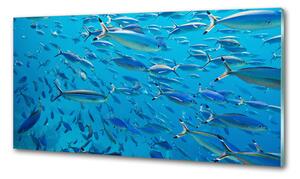 Panel do kuchyně Korálové ryby pksh-39421860