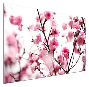 Dekorační panel sklo Květ švestky pksh-39695917
