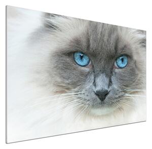 Panel lacobel Kočka modré oči pksh-41430581
