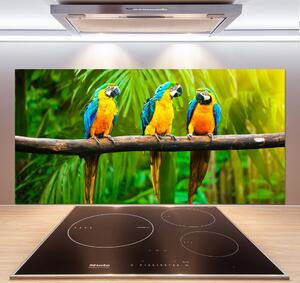 Panel do kuchyně Papoušci na větvi pksh-42532067