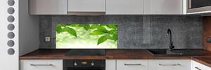 Panel do kuchyně Zelené listí pksh-51811576