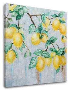 Obraz na plátně CITRONY 1 díl - 50x50 cm