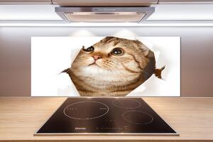 Panel tvrzené sklo do kuchyně Kočka pksh-52539481