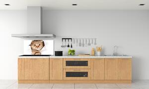Panel tvrzené sklo do kuchyně Kočka pksh-52539512
