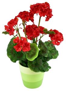 Muškát červený v keramickém květináči 40×25 cm