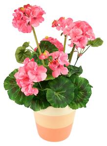Muškát světle růžový v keramickém květináči 40×25 cm