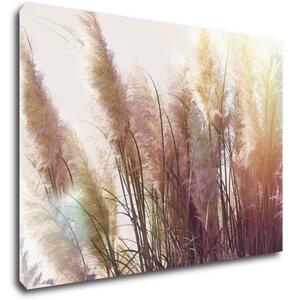 Impresi Obraz Suchá tráva - 70 x 50 cm