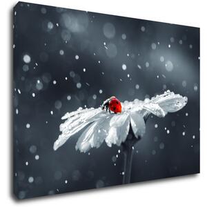 Impresi Obraz Beruška na květině - 60 x 40 cm