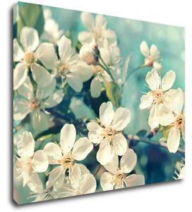 Impresi Obraz Třešňový květ modré pozadí - 90 x 70 cm