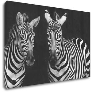 Impresi Obraz Dvě zebry černobílé - 90 x 60 cm