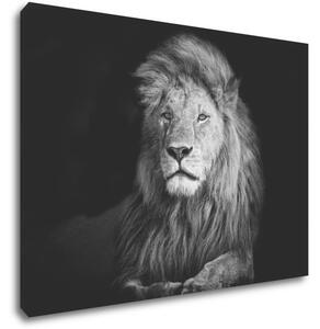 Impresi Obraz Lev černobílý - 70 x 50 cm