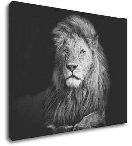 Impresi Obraz Lev černobílý - 90 x 70 cm