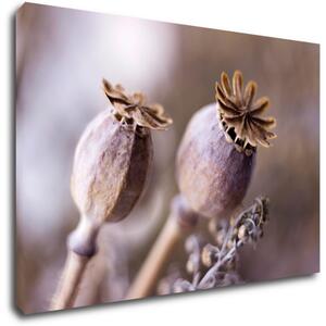 Impresi Obraz Suché květy skandinávský styl - 60 x 40 cm