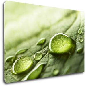 Impresi Obraz Kapky vody na listu - 90 x 60 cm