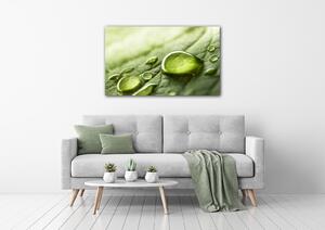 Impresi Obraz Kapky vody na listu - 50 x 30 cm