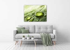 Impresi Obraz Kapky vody na listu - 70 x 50 cm