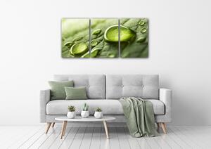 Impresi Obraz Kapky vody na listu - 150 x 70 cm (3 dílný)