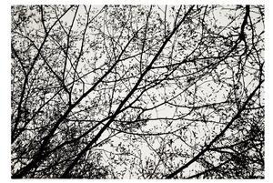 Tutumi Nature 4D, plyšový koberec vzor: černé stromy 140x200 cm, SHG-09009