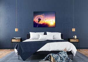 Impresi Obraz Pampeliška se západem slunce - 70 x 50 cm
