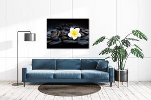 Impresi Obraz Bílý květ na černých kamenech - 70 x 50 cm