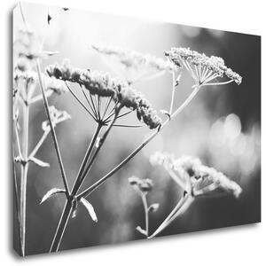 Impresi Obraz Černobílá luční květina - 60 x 40 cm